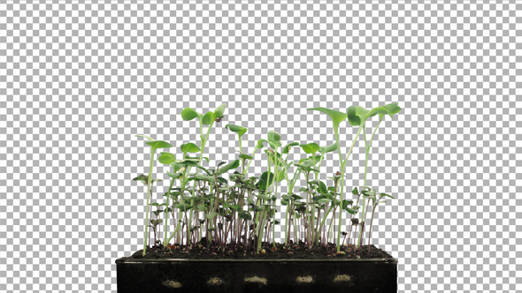 Time-lapse of germinating microgreens mixed seeds with ALPHA channel alt
