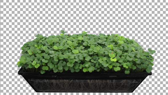 Time-lapse of germinating microgreens broccoli seeds with ALPHA channel alt