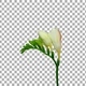 Time-lapse opening white freesia flower buds with ALPHA channel Time-lapse opening white freesia flower buds with ALPHA channel - VideoHive Item for Sale