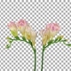 Time-lapse of opening pink freesia flower buds with ALPHA channel Time-lapse of opening pink freesia flower buds with ALPHA channel - VideoHive Item for Sale