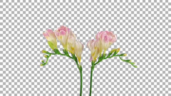Time-lapse of opening pink freesia flower buds with ALPHA channel alt