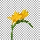 Time-lapse of opening yellow freesia flower buds with ALPHA channel Time-lapse of opening yellow freesia flower buds with ALPHA channel - VideoHive Item for Sale