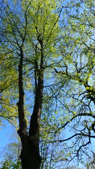 Vertical Video of the Forest in the Spring alt