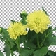 Time-lapse of opening yellow dahlia flower with ALPHA channel - VideoHive Item for Sale