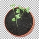 Time-lapse of germinating and growing Broccoli seeds with ALPHA channel - VideoHive Item for Sale