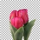 Time-lapse of growing red tulips with ALPHA channel - VideoHive Item for Sale
