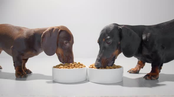 Two Young Dachshund Dogs or Puppies Eat Dry Diet Food White Bowls Video