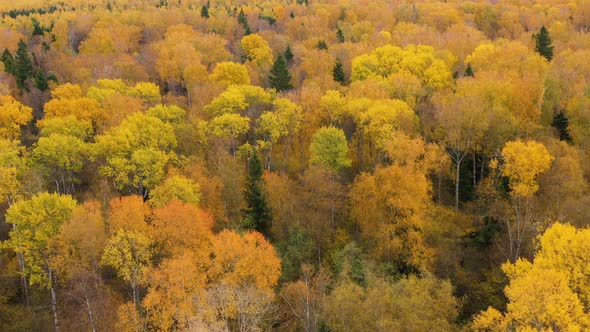 Autumn Forest, Top View. Crowns of Trees with Yellow Foliage. Deciduous Forest in the Fall. alt