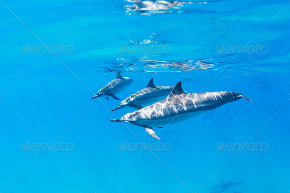 Dolphins Underwater - Stock Photo - Images