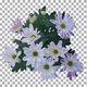 Time-lapse of opening white-pink chrysanthemum flower with ALPHA channel - VideoHive Item for Sale