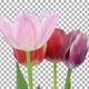 Time-lapse of opening mixed color tulips bouquet with ALPHA channel - VideoHive Item for Sale