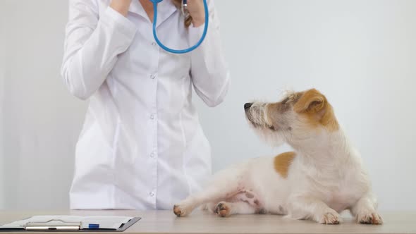A girl in a white coat listens to a Jack Russell Terrier with a stethoscope alt