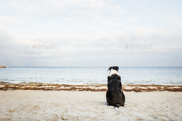 Rear view of dog relaxing on beach against sky