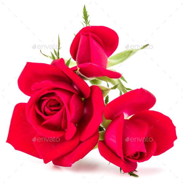 red rose flower bouquet isolated on white background cutout Stock Photo by  natika