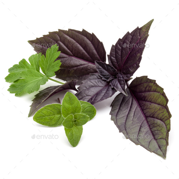 Fresh herb leaves variety isolated on white background. Purple dark opal basil, oregano, parsley.