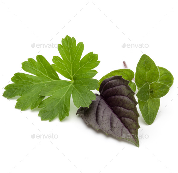 Fresh herb leaves variety isolated on white background. Purple dark opal basil, oregano, parsley.