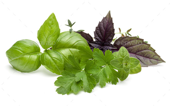 Fresh herb leaves variety isolated on white. Basil, oregano, thyme, parsley.