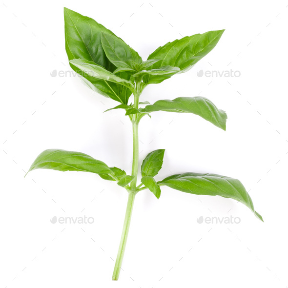 sweet basil herb leaves isolated on white background. Genovese basil leaf