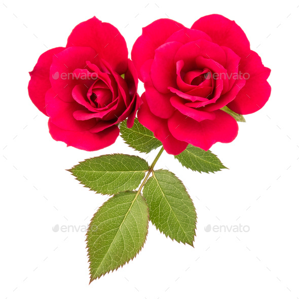 Red Rose Flowers Isolated With Leaves