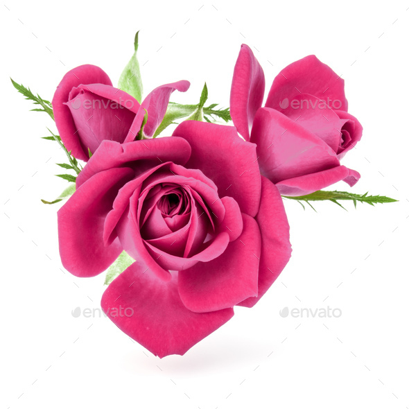 Pink Rose Flower Bouquet Isolated On White Background Cutout Stock Photo By Natika