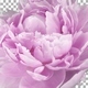Time lapse of opening and rotating pink Peony flower with ALPHA channel Time lapse of opening and rotating pink Peony flower with ALPHA channel - VideoHive Item for Sale