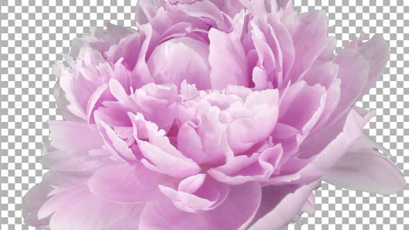 Time lapse of opening and rotating pink Peony flower with ALPHA channel alt
