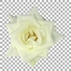 Time-lapse of opening white Bianca rose with ALPHA channel - VideoHive Item for Sale