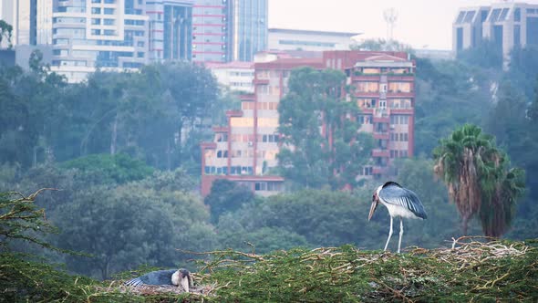 City Wildlife, marabou stork birds nesting right in middle of a bustling Nairobi City alt