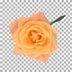 Time-lapse of opening orange Bonanza rose with ALPHA channel, top view - VideoHive Item for Sale