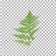 Time lapse of drying Fern leaves with ALPHA channel Time lapse of drying Fern leaves with ALPHA channel - VideoHive Item for Sale