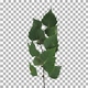 Time lapse of drying Birch leaves with ALPHA channel Time lapse of drying Birch leaves with ALPHA channel - VideoHive Item for Sale