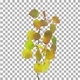 Time lapse of drying Aspen leaves with ALPHA channel Time lapse of drying Aspen leaves with ALPHA channel - VideoHive Item for Sale