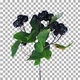 Time lapse of drying Aronia leaves with ALPHA channel Time lapse of drying Aronia leaves with ALPHA channel - VideoHive Item for Sale