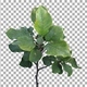 Time lapse of drying Apple leaves with ALPHA channel Time lapse of drying Apple leaves with ALPHA channel - VideoHive Item for Sale