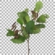Time lapse of drying Alder leaves with ALPHA channel Time lapse of drying Alder leaves with ALPHA channel - VideoHive Item for Sale