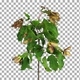 Time lapse of drying Acer leaves with ALPHA channel Time lapse of drying Acer leaves with ALPHA channel - VideoHive Item for Sale