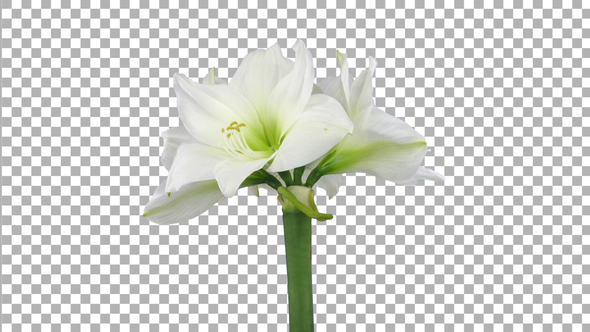 Time lapse of opening White amaryllis Christmas flower with ALPHA channel alt
