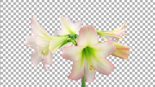 Time lapse of opening white-pink Trentino amaryllis flower with ALPHA channel alt