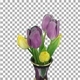 Time-lapse of opening purple-yellow tulips bouquet with ALPHA channel - VideoHive Item for Sale