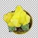 Time-lapse of growing yellow tulip in a pot with ALPHA channel - VideoHive Item for Sale