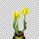 Time-lapse of dying yellow Kikomatchi tulips with ALPHA channel - VideoHive Item for Sale