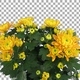 Time-lapse of opening Durango chrysanthemum flower with ALPHA channel - VideoHive Item for Sale