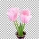 Time-lapse of opening pink tulips bouquet with ALPHA channel - VideoHive Item for Sale