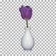 Time-lapse of opening purple tulip in a vase with ALPHA channel - VideoHive Item for Sale