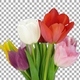 Time-lapse of opening colorful tulips bouquet with ALPHA channel - VideoHive Item for Sale