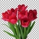 Time-lapse of opening red tulips in vase with ALPHA channel - VideoHive Item for Sale