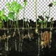 Time-lapse of germinating mixed vegetables with ALPHA channel - VideoHive Item for Sale
