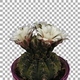 Time-lapse of blooming white cactus buds with ALPHA channel - VideoHive Item for Sale