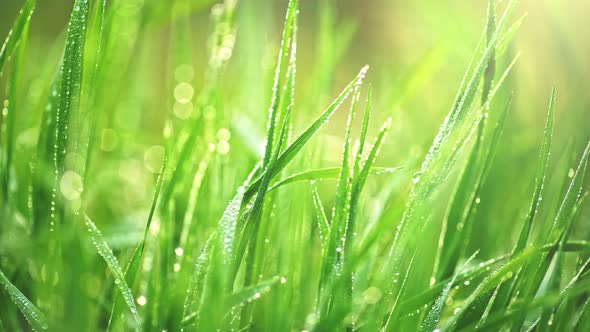 Sliding Shot of Fresh Green Grass in the Park. Macro View of Wet Grass with Water Drops at Sunrise