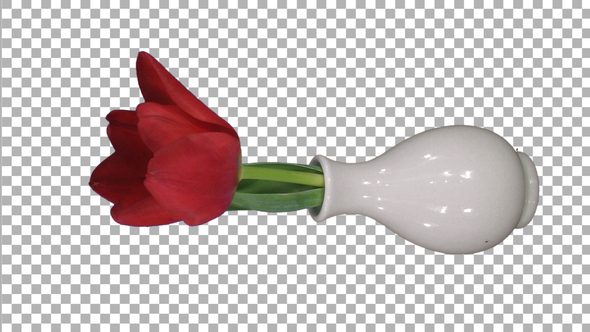 Time-lapse of opening red tulip in a vase with ALPHA channel, vertical orientation alt